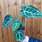 Antúria kryštálova (Anthurium crystallinum) - výška 20-30 cm, kont. C1,5L